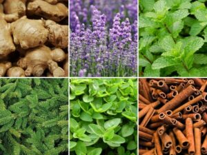 ginger root, lavender flowers, peppermint leaves, pine needles, marjoram leaves, and cinnamon sticks