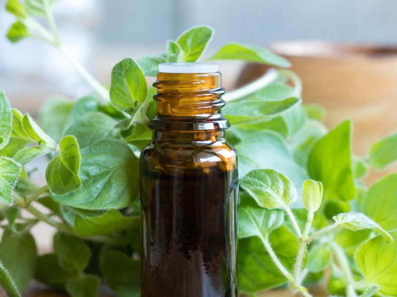 A bottle of essential oil surrounded by green herbs