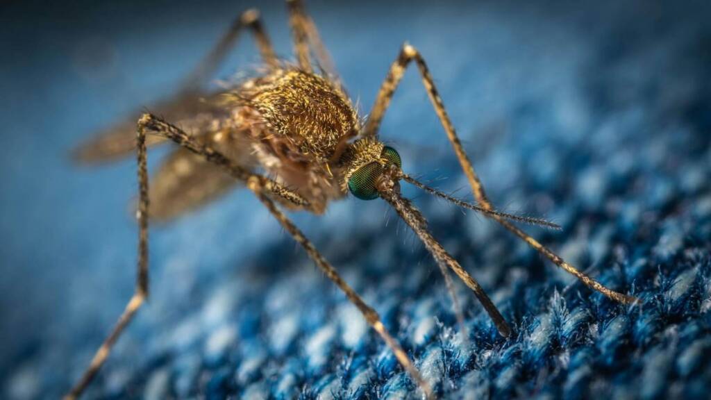 a close up of a mosquito on blue fabric