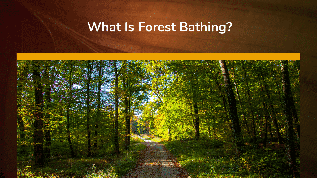 What Is Forest Bathing
