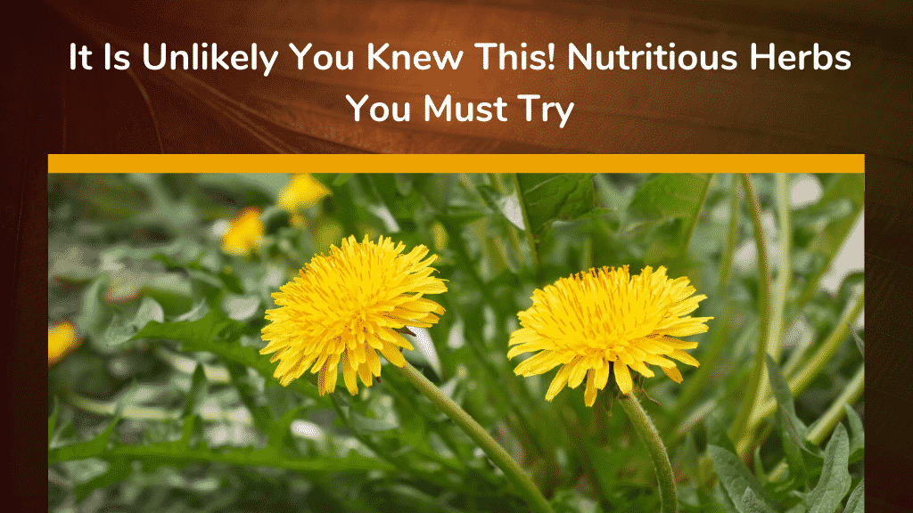 It Is Unlikely You Knew This Nutritious Herbs You Must Try
