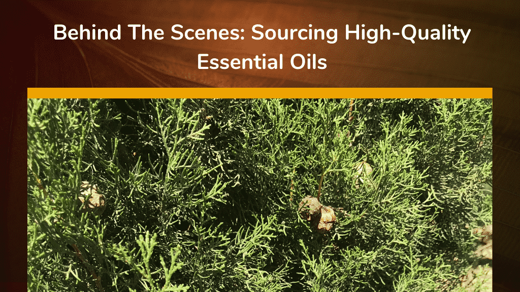 Behind The Scenes Sourcing High Quality Essential Oils