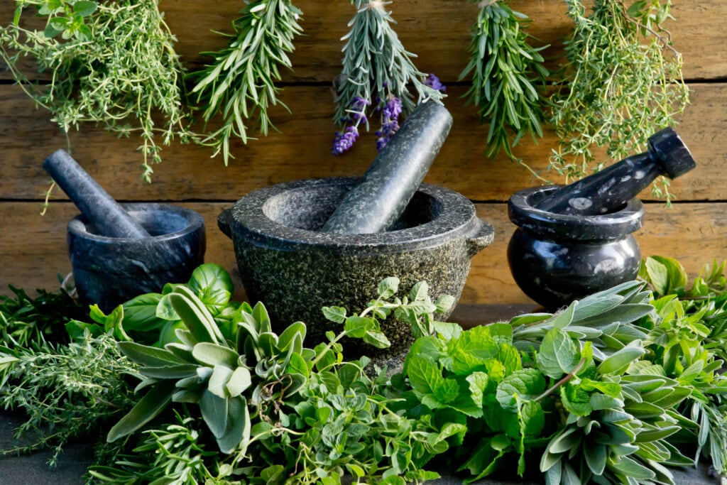 Online Diploma in Herbal Studies Master Herbalist Online achs edu Online Diploma in Herbal Studies Master Herbalist Online achs edu