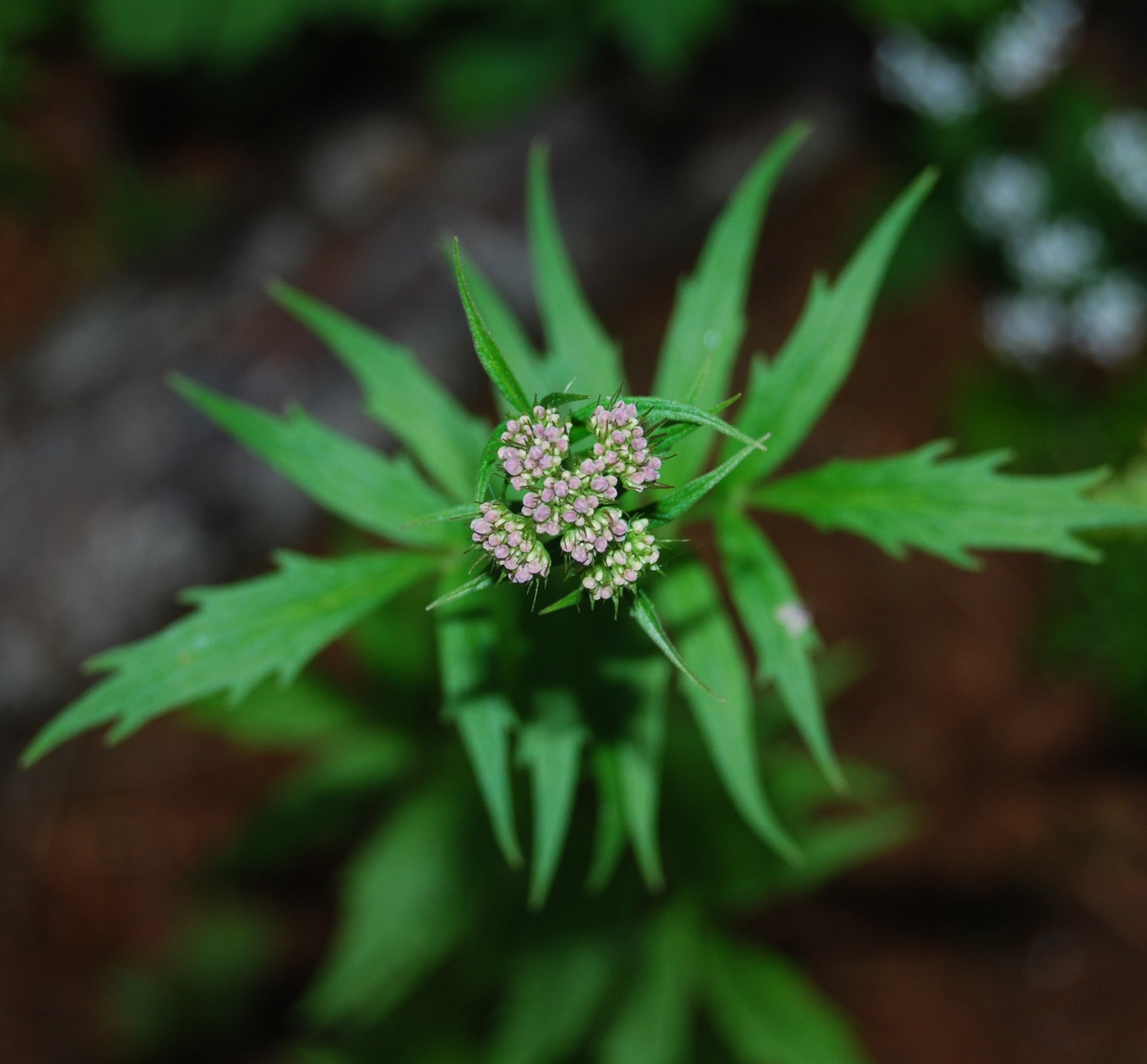 a close up shot of a valerian stem and flower