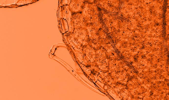 microcopic image of plant cells