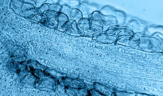 close up shot of plant cells in a microscope