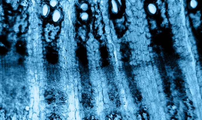 close up shot of plant cells in a microscope