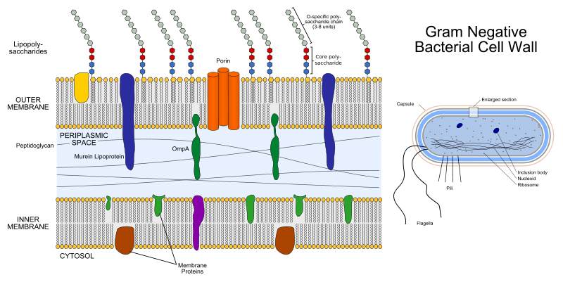 gram-negative bacteria cell wall