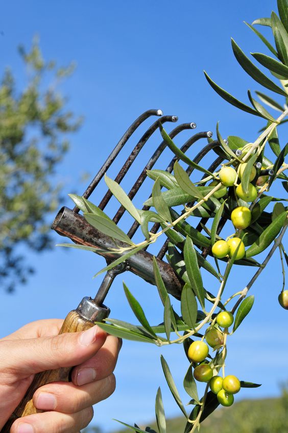 Harvesting Olives Greece