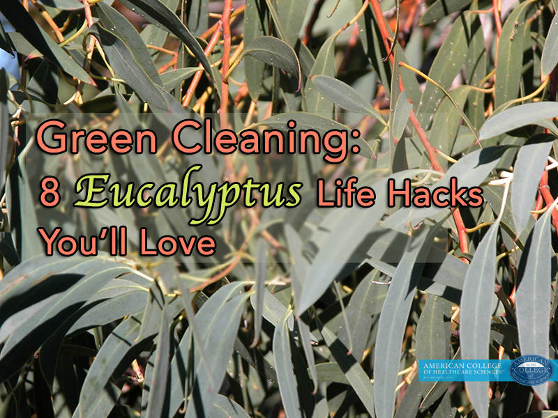 Green Cleaning: 8 Eucalyptus Life Hacks You’ll Love
