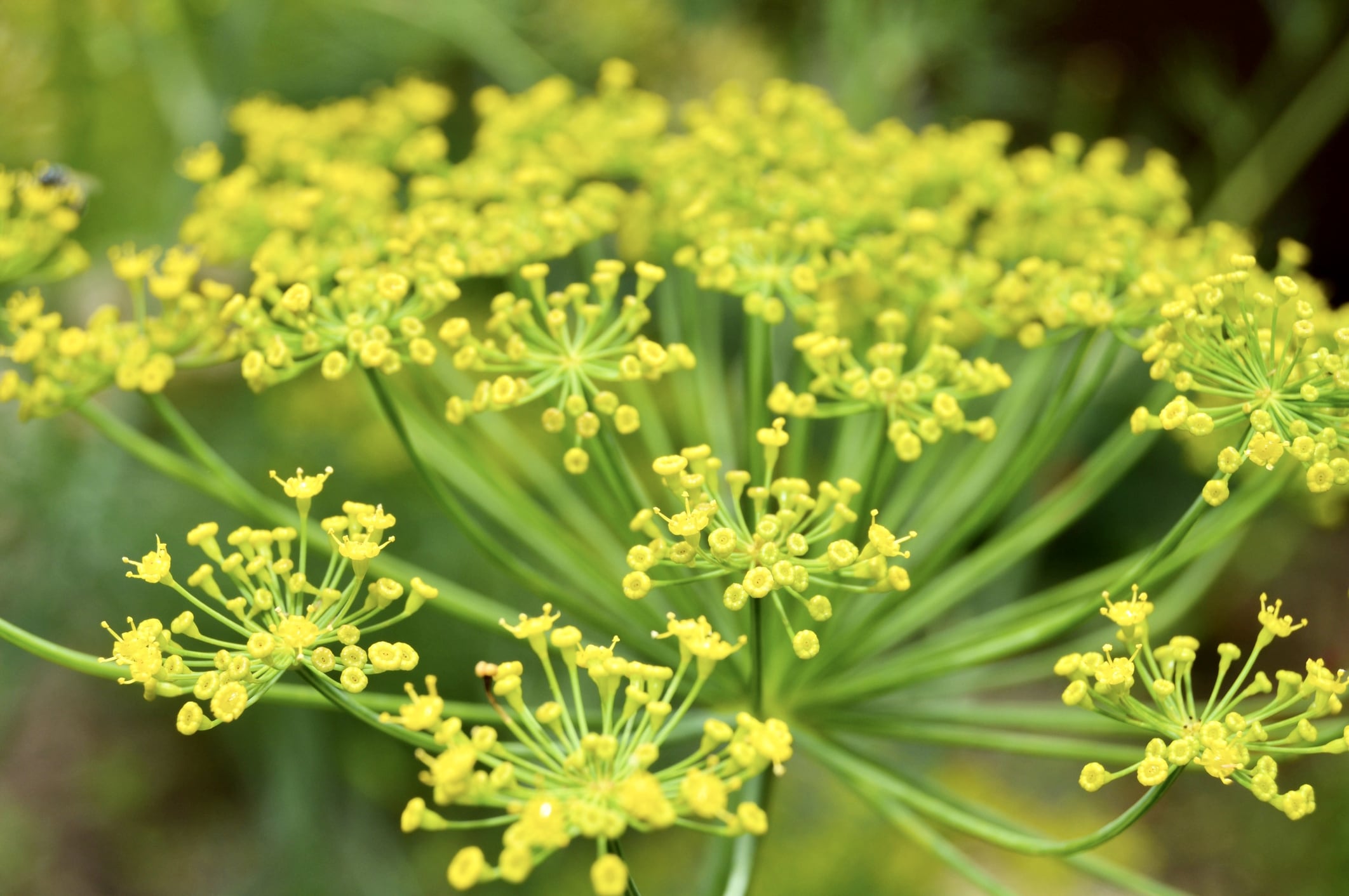 Herbal Studies Online - HERB 201 - ACHS.edu