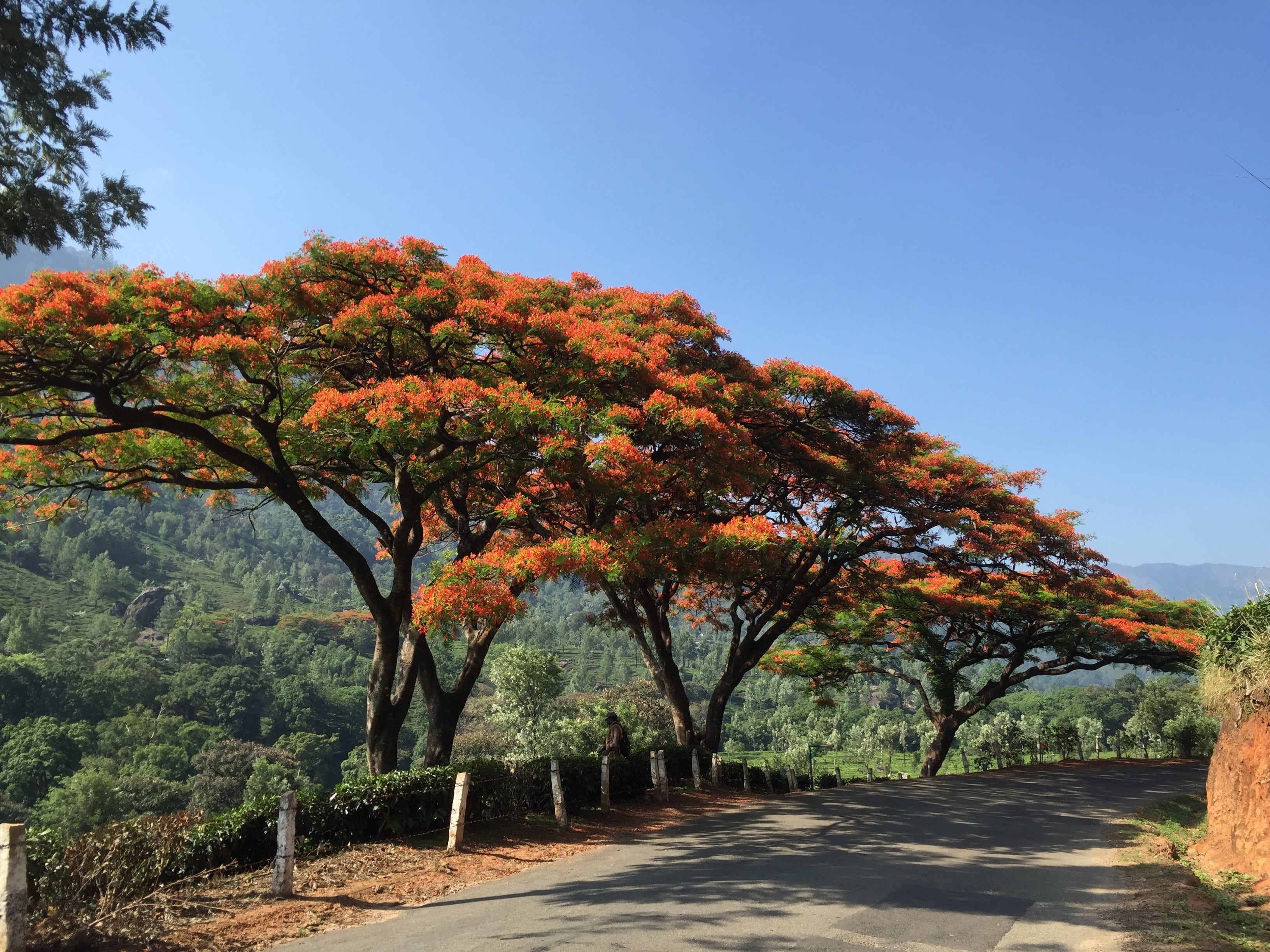 Indian Red Trees