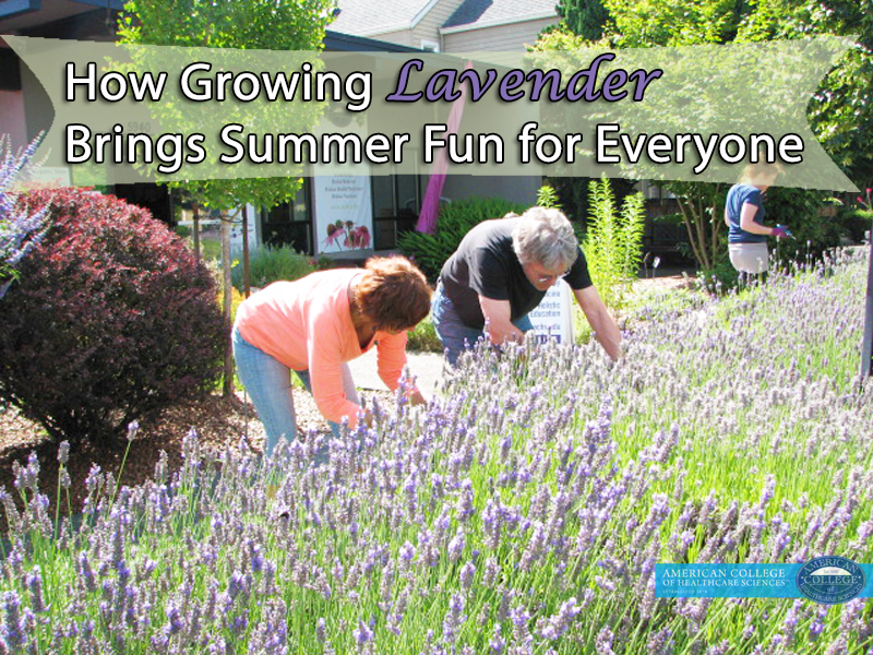 How Growing Lavender Brings Summer Fun for Everyone
