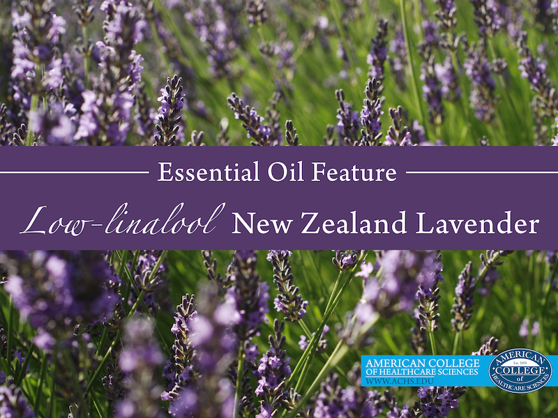 Essential Oil Feature: Low-linalool New Zealand Lavender