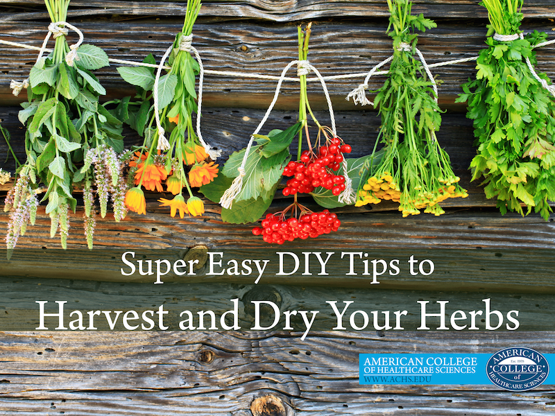 Super Easy DIY Tips to Harvest and Dry Your Herbs