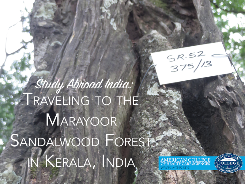 Study Abroad India: Traveling to the Marayoor Sandalwood Forest in Kerala, India