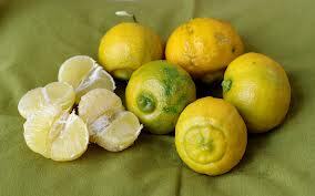 Bergamot Citrus aurantium var. bergamia. Image by Filippo Badalamenti. Reproduced with permission.