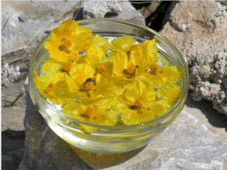 Flower essences being made at Summer School in the Greek Islands