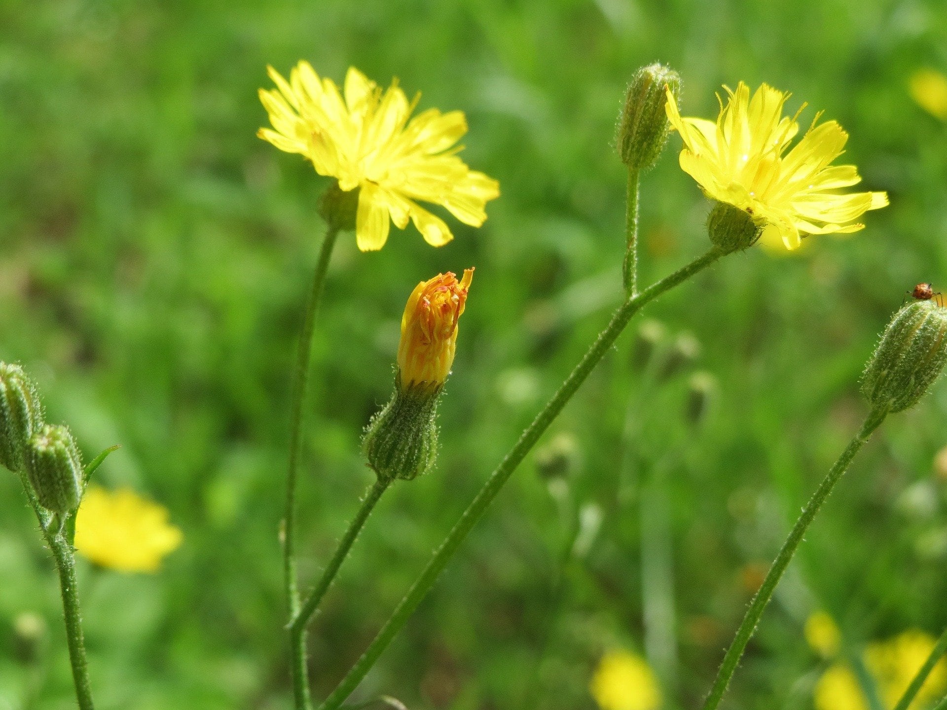 hypochaeris-radicata-catsear-flower