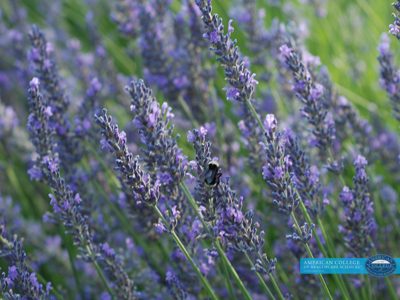 Lavender Herbs for your Luscious Herbal Moisturizer