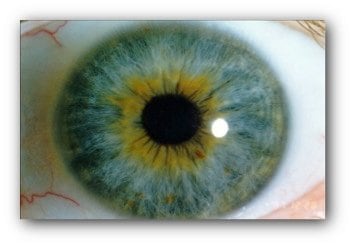 lymphatic example eye