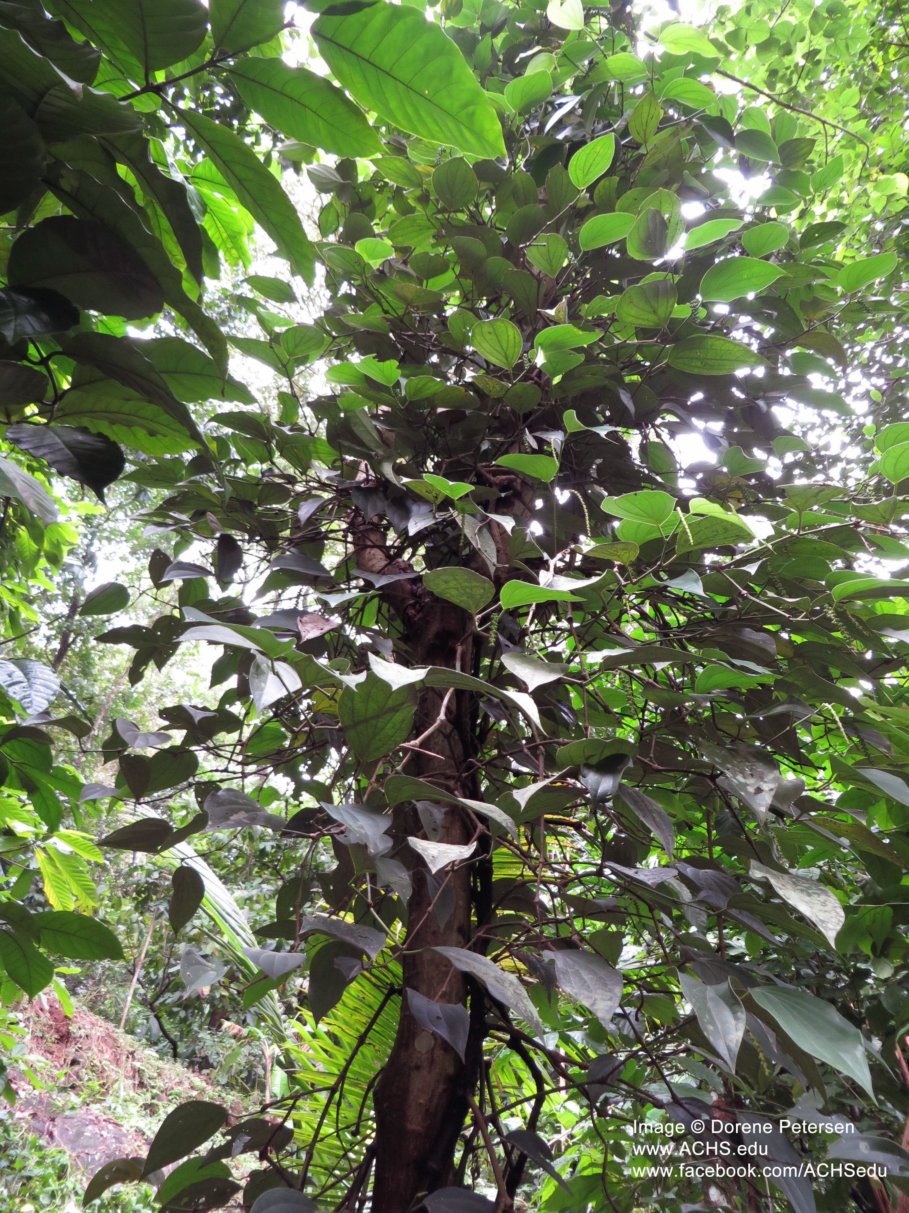 black pepper tree India
