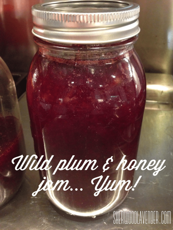 Wild plum and honey jam made from foraged wildcrafted wild plums - homesteading at its best!