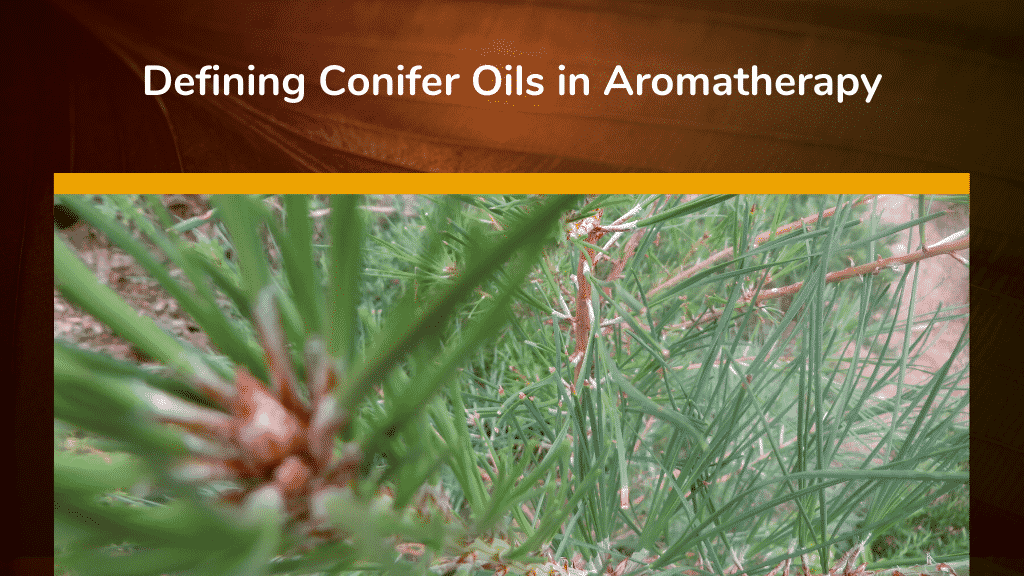 Defining Conifer Oils in Aromatherapy