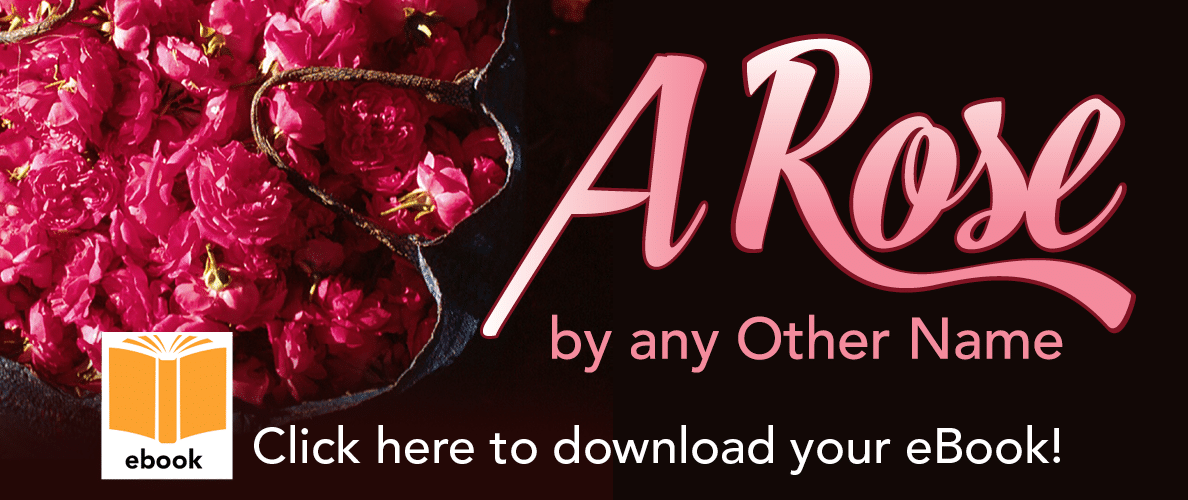 Rose_by_any_name_download