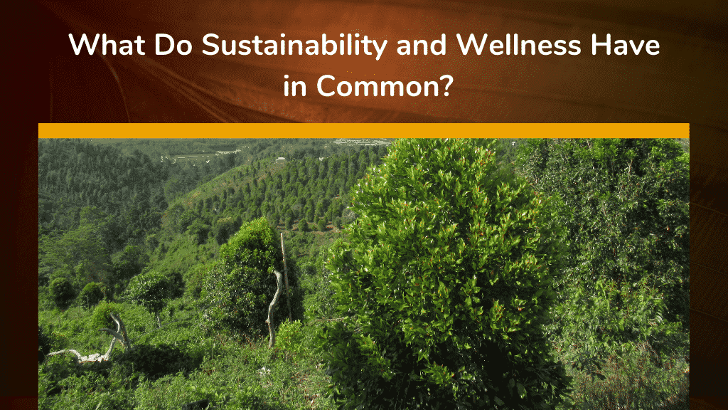 what do sustainability and wellness have in common