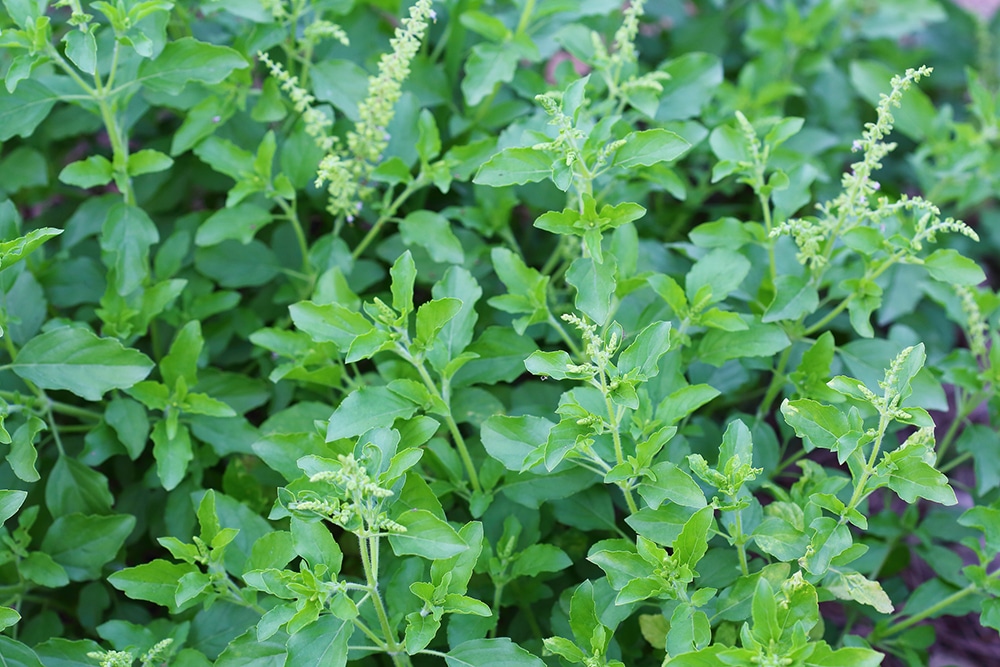 Pictured Holy basil