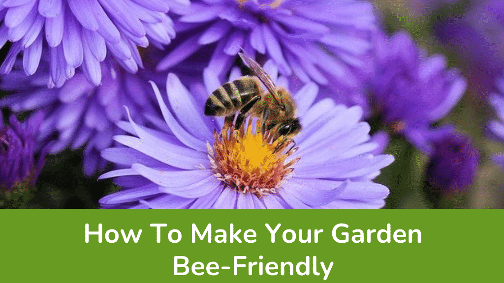 World Honey Bee Day How To Make Your Garden Bee Friendly American College Of Healthcare Sciences