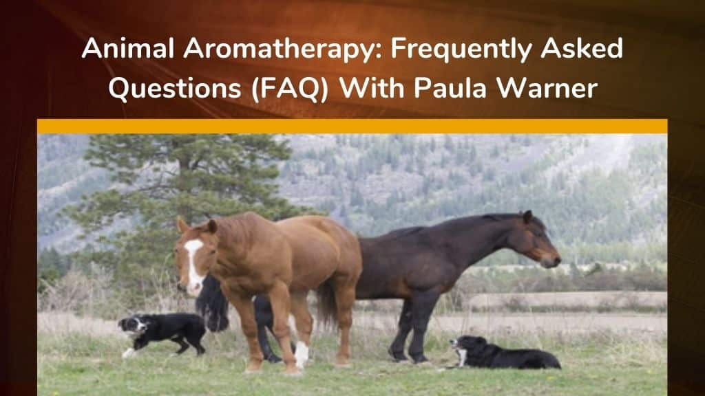 Animal Aromatherapy Frequently Asked Questions FAQ With Paula Warner