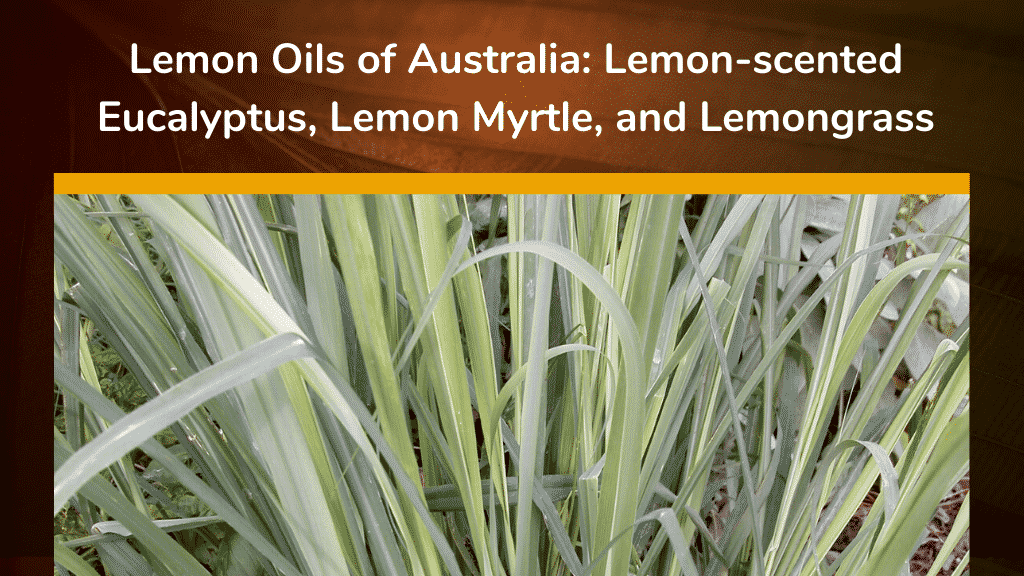 Lemon Oils of Australia: Lemon-scented eucalyptus, lemon myrtle, and lemongrass
