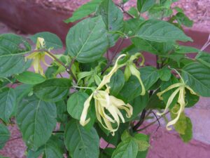 Picture of Ylang Ylang flower