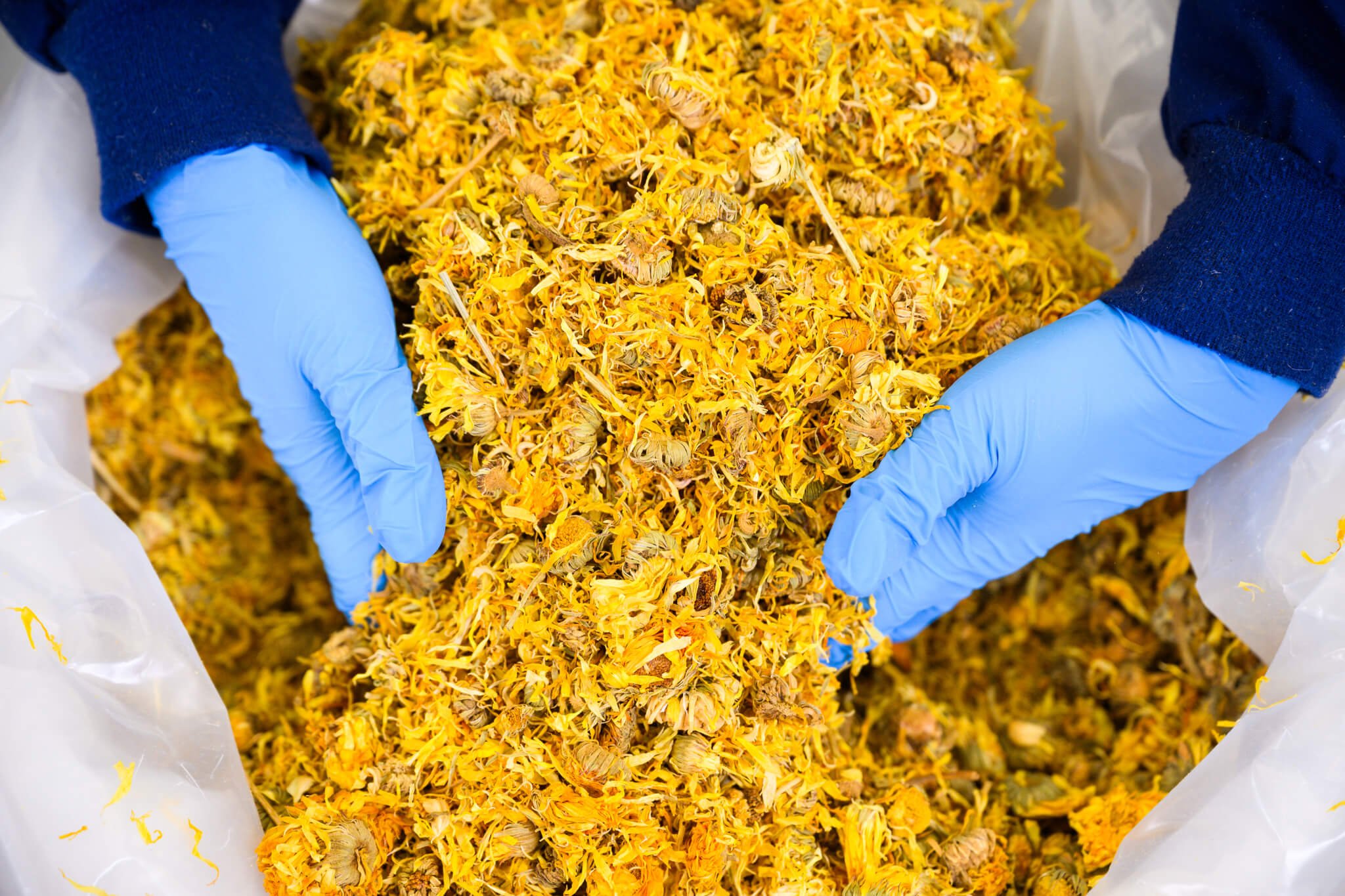 Person wearing blue gloves and shirt, holding Calendula (Calendula officinalis)