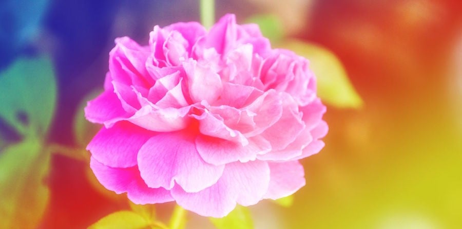 a close up shot of a flower with pink petals