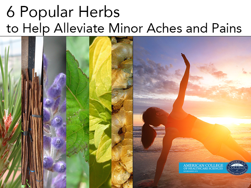 image collage that says "6 popular herbs to help alleviate minor aches and pains"