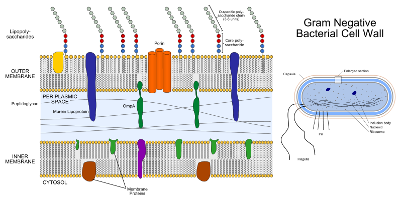 gram negative gram positive bacteria