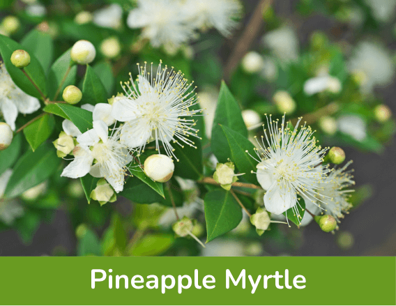 Pineapple Myrtle Plant