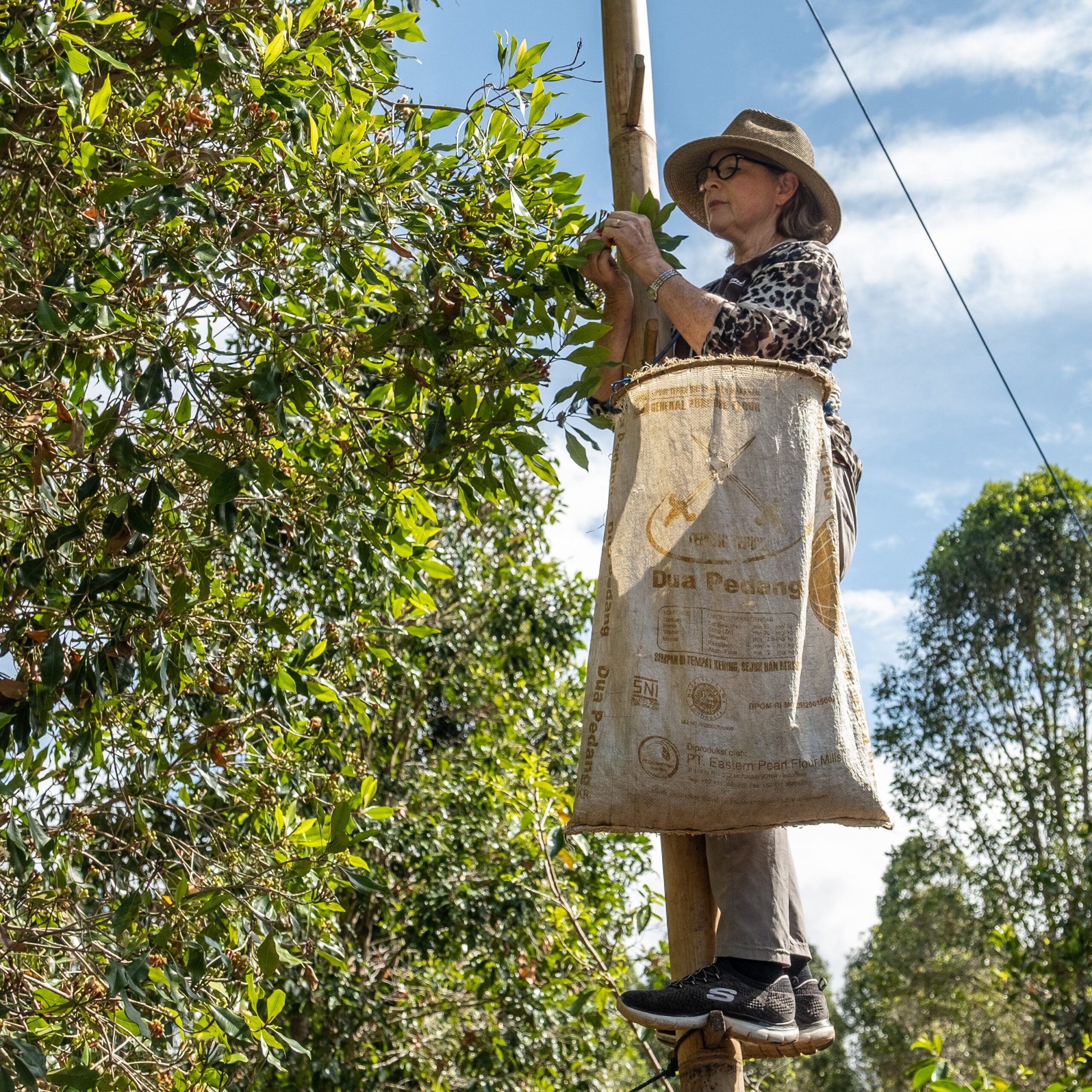 Dorene harvesting cloves indonesia