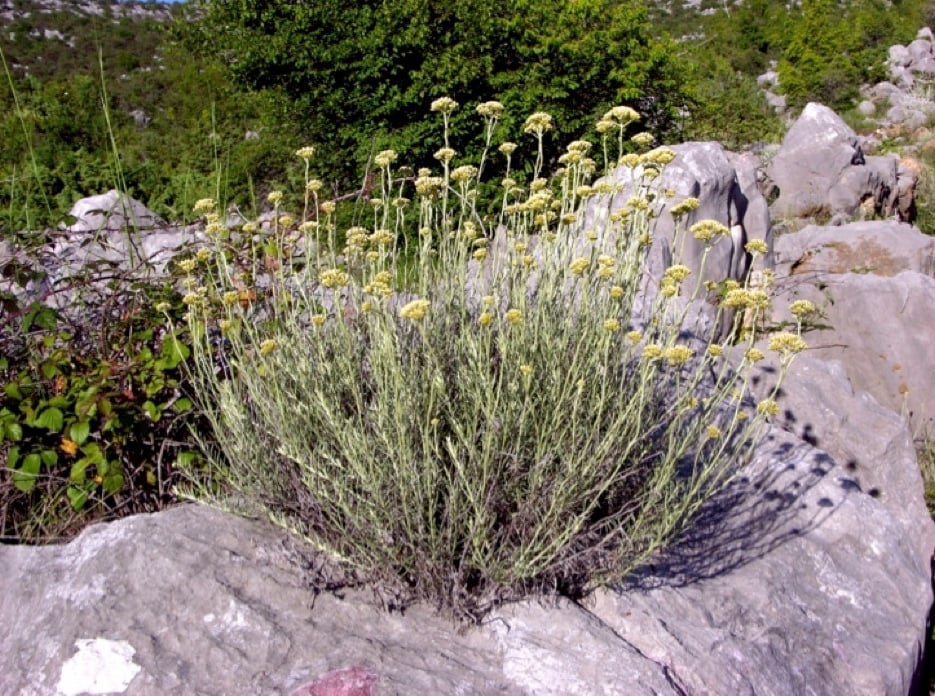 Immortelle Essential Oil and Extract: Are Two Preparations Better than One?