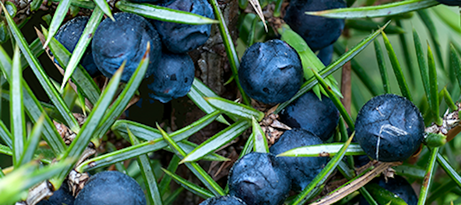 Juniper berries wildcrafting