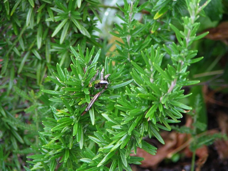 Rosemary-2