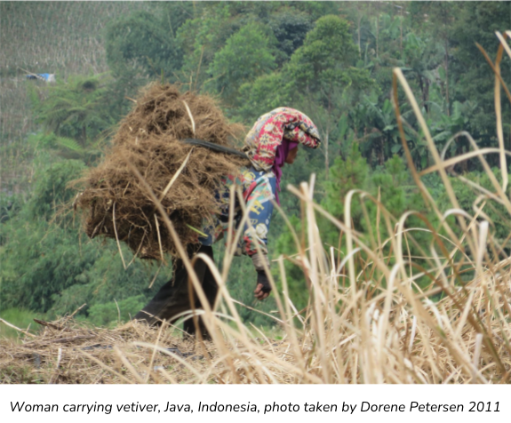 Woman carrying vetiver, Java, Indonesia, photo taken by Dorene Petersen 2011