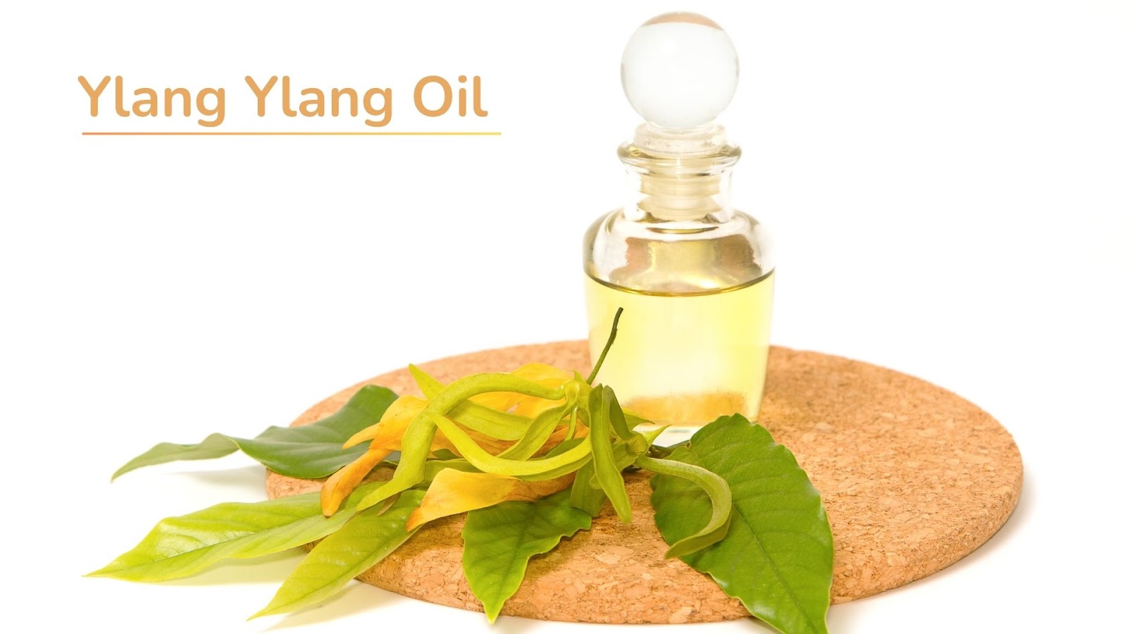 Learn the Amazing Health Benefits of of Ylang Ylang Oil American College of Healthcare Sciences