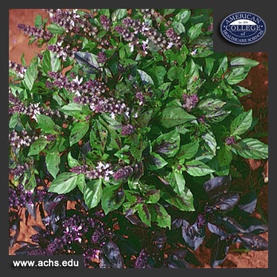 image of a full basil plant