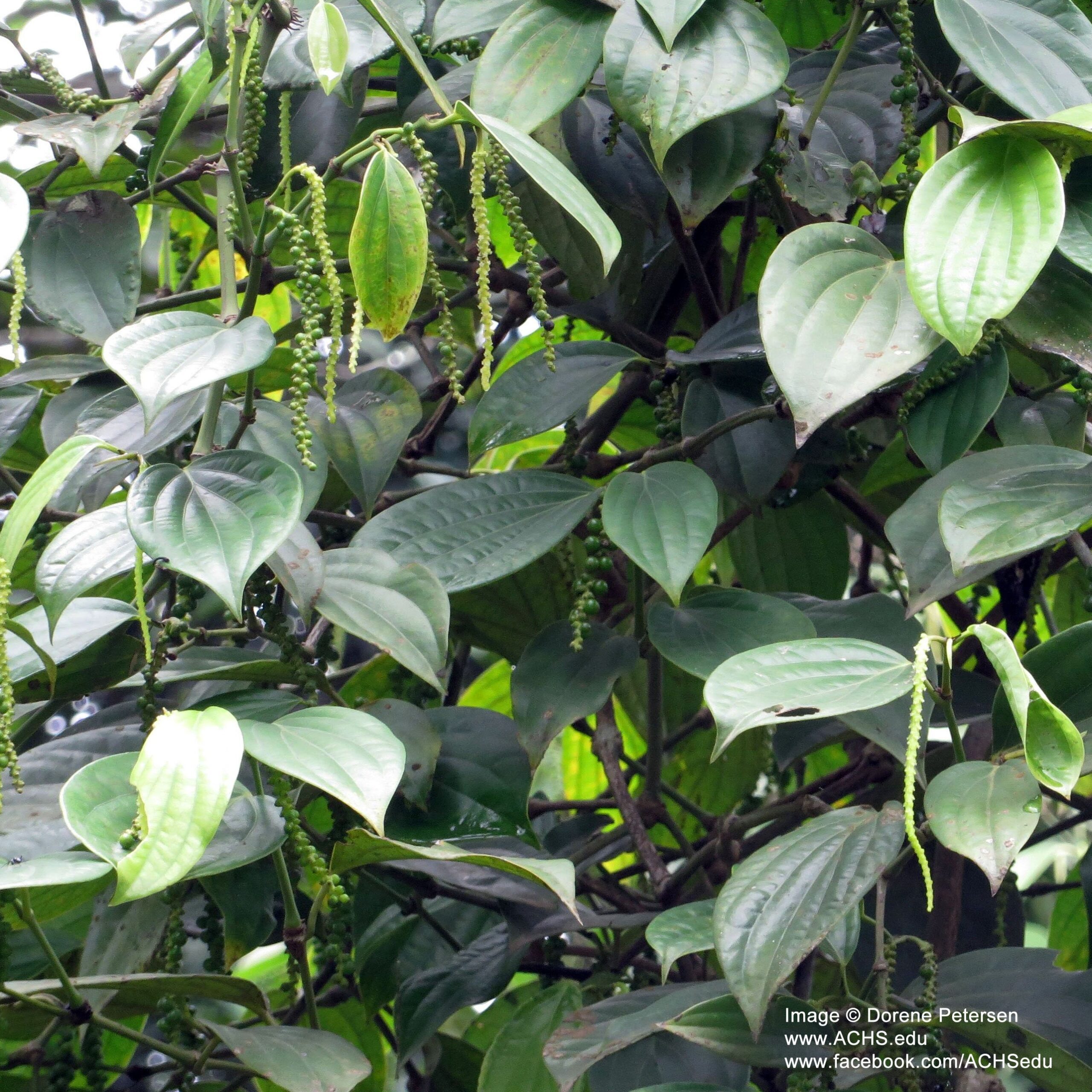 black pepper tree India