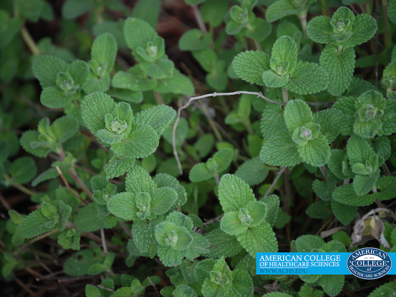 7 Essential Oils to Tame Mosquitoes