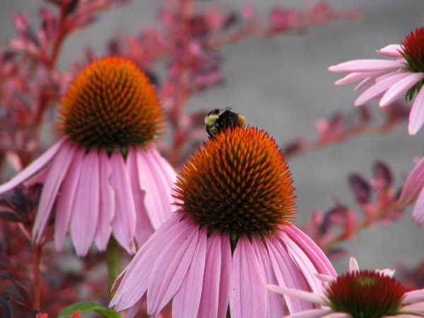 close up shot of a purple echinacea flower